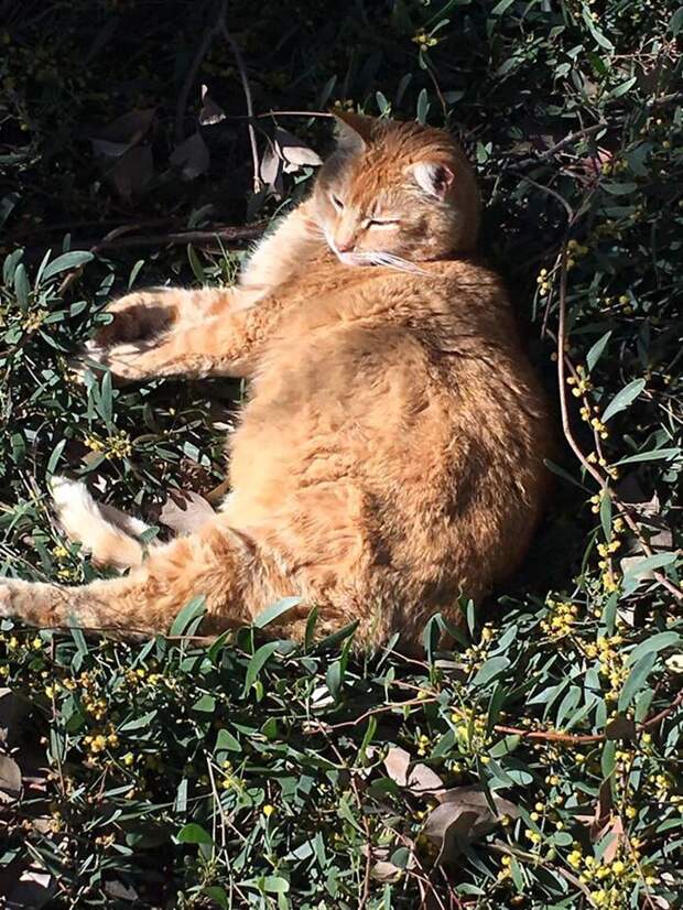 Это Чито  - кот, который живет на территории колледжа в Калифорнии животные, забавно, кот, лишний вес, смешная история, студенты, физики, юмор