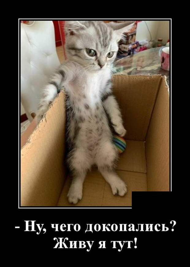 Демотиватор про кота