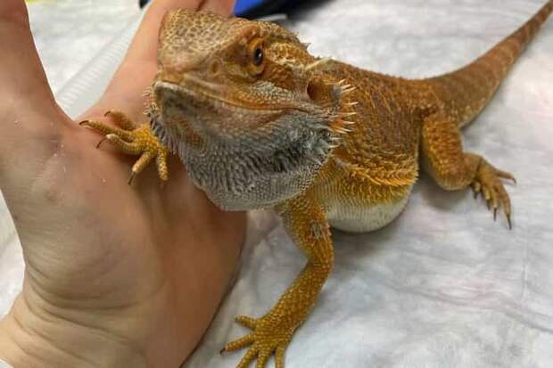 Новосибирские ветеринары нашли инородное тело в челюсти дракона