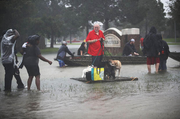 Спасение собак от урагана «Харви»Спасение собак от урагана «Харви»