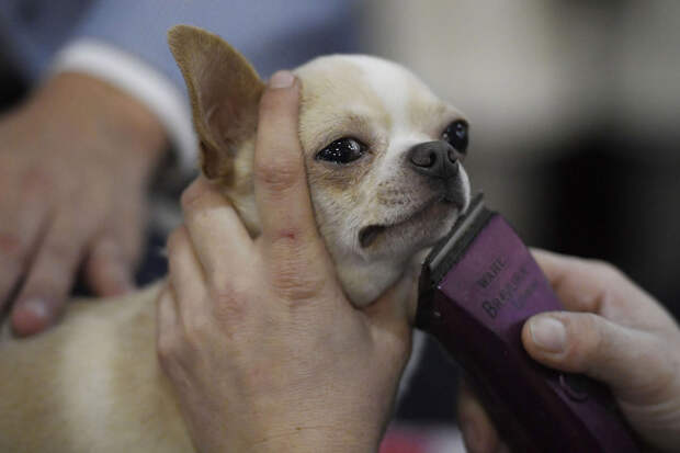 Выставка собак Westminster Kennel Club 2019