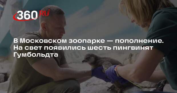 В Московском зоопарке родились шесть птенцов пингвинов Гумбольдта