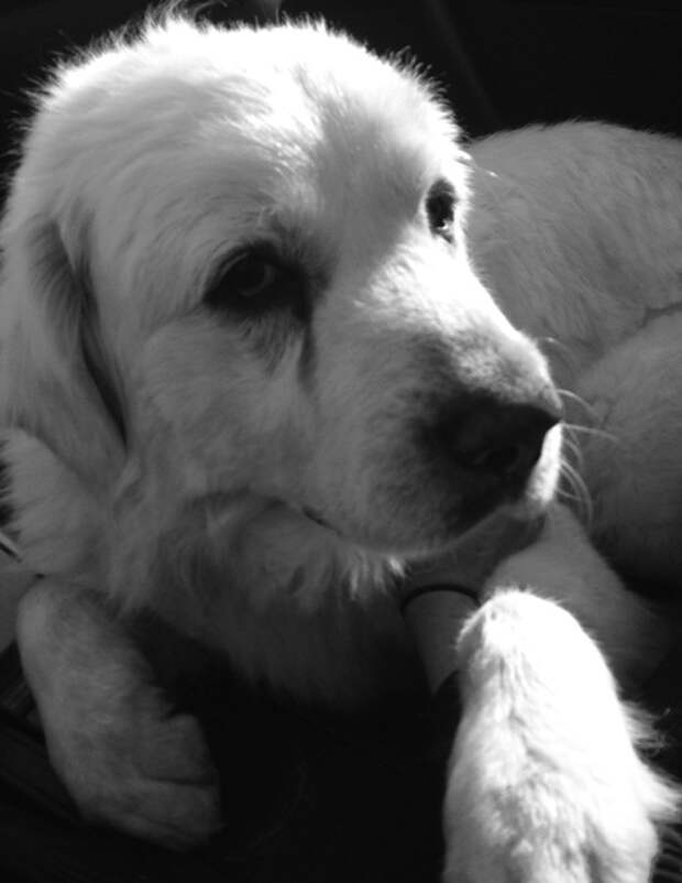 Image from bigdogshugepaws.com