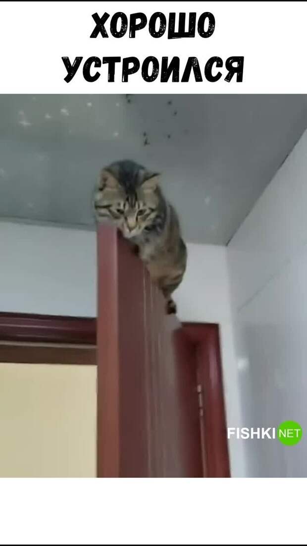 Кот выбрал неожиданное место для сна