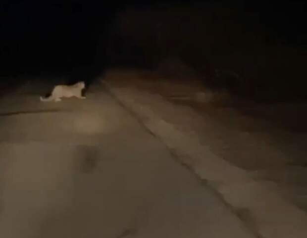Краснокнижный хищник едва не оказался под колёсами в Приморском крае