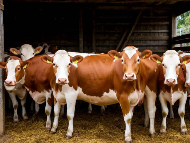 Режим ЧС ввели в Новосибирской области из-за пастереллёза