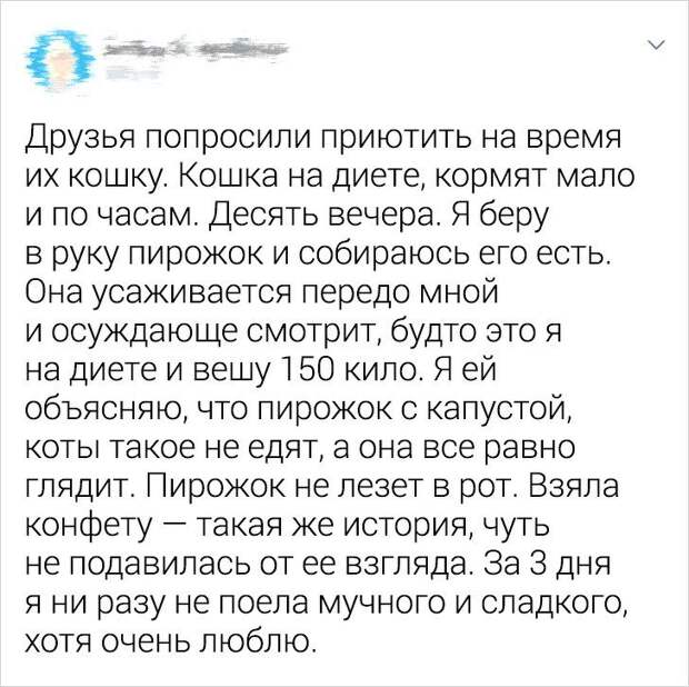 Ситуации, которые показывают, что это кошки заводят нас, а не мы их