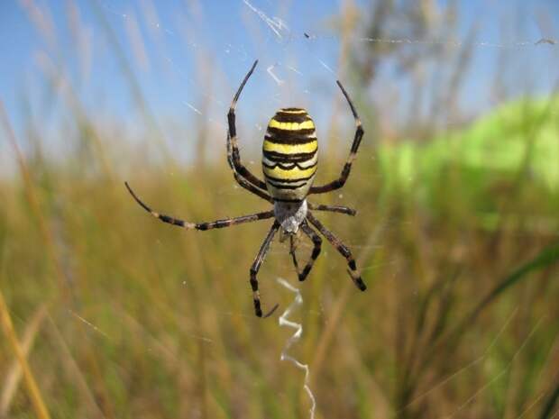 Паутина паука-аргиопы привлекает насекомых запахом интересно, мир, природа, удивительное, факты