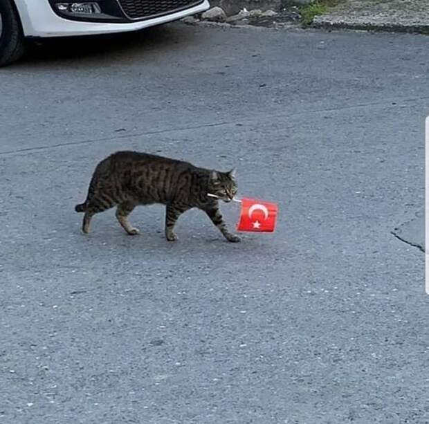 Котики всех стран, объединяйтесь! братья наши меньшие, город, дворовые кошки, кот, улица, уличные кошки, эстетика