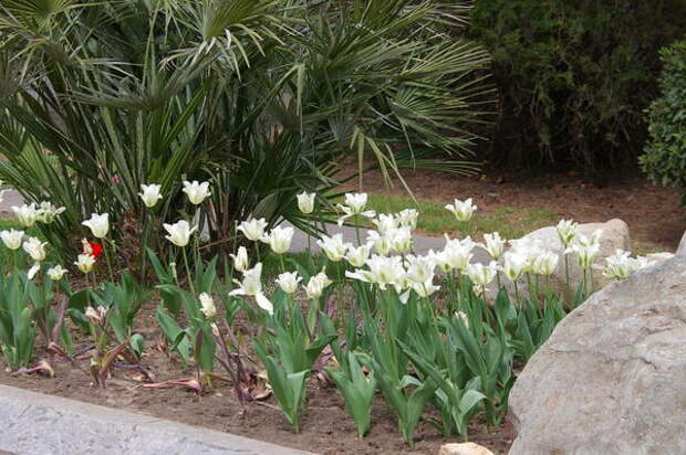 Цветут тюльпаны сорта Spring Green, фото автора
