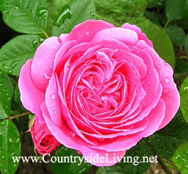 Английская роза Остина 'Гертруда Джекил' (Rosa 'Gertrude Jekyll ® Ausbord') 