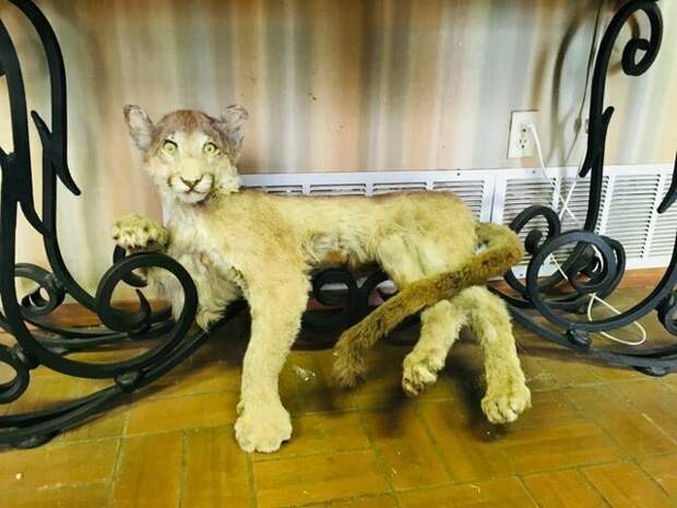 Король Лев Король Лев