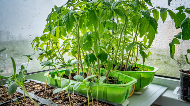 Россиянам рассказали, можно ли выносить рассаду на балкон