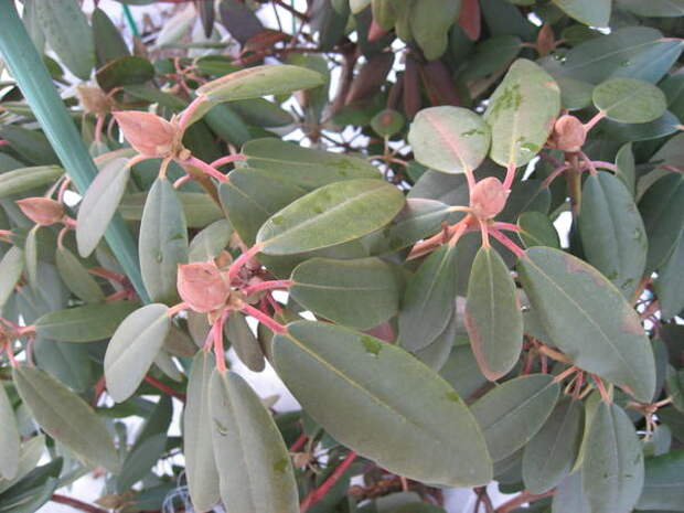 Коричневые почки рододендрона