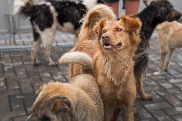Администрацию Тамбова суд обязал заплатить 20 тысяч рублей за нападение собаки