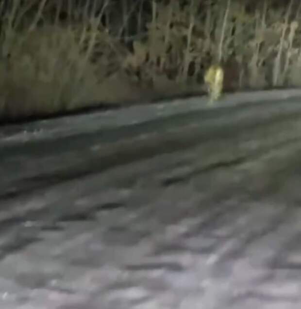 В Приморье отловили ещё двух тигров: общее число изъятых с начала года животных достигло семи