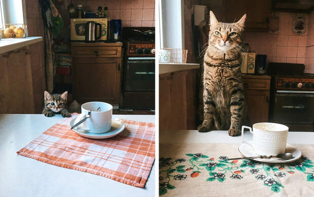 20+ проникновенных фото, которые показывают, как быстро растут наши питомцы