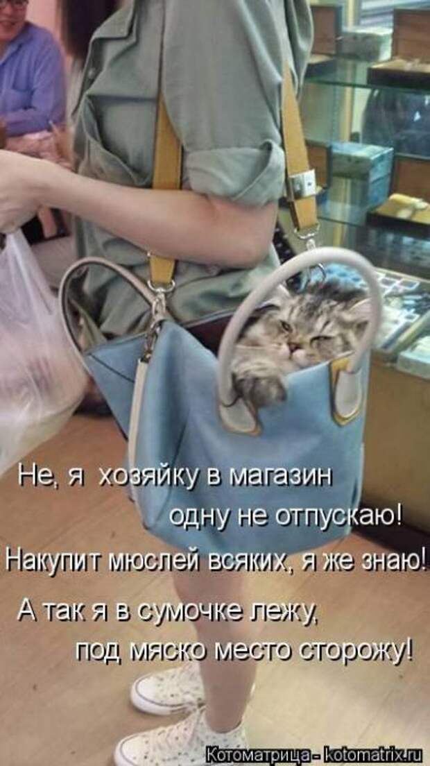 Котоматрицы(картинки с надписями)