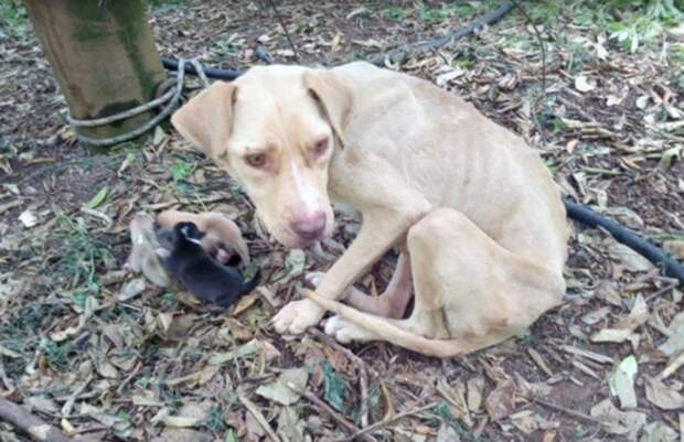 Беременную собаку оставили связанной в лесу рожать в одиночестве, без еды и воды животные, люди, собаки