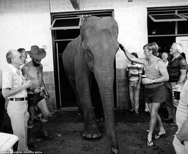 Постояльцы отеля Kauri Hotel со слонихой Долли 70-е, 70-е девушки, австралия, винтаж, история, редкие фото, ретро, фото