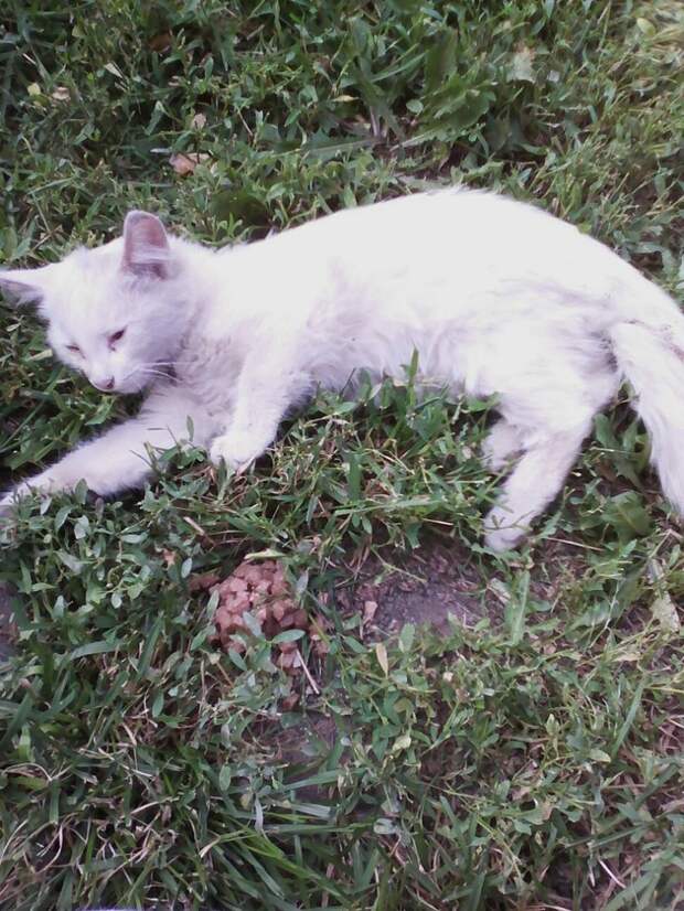Девушка заметила неподвижный кото-комочек с белой шерсткой белый кот, кот, кошка, перелом