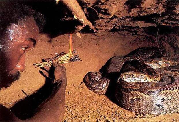 5. Змей, свернувшись кольцами, лежит на яйцах (в кладке обычно не менее 100 штук). змеи, охота, питоны