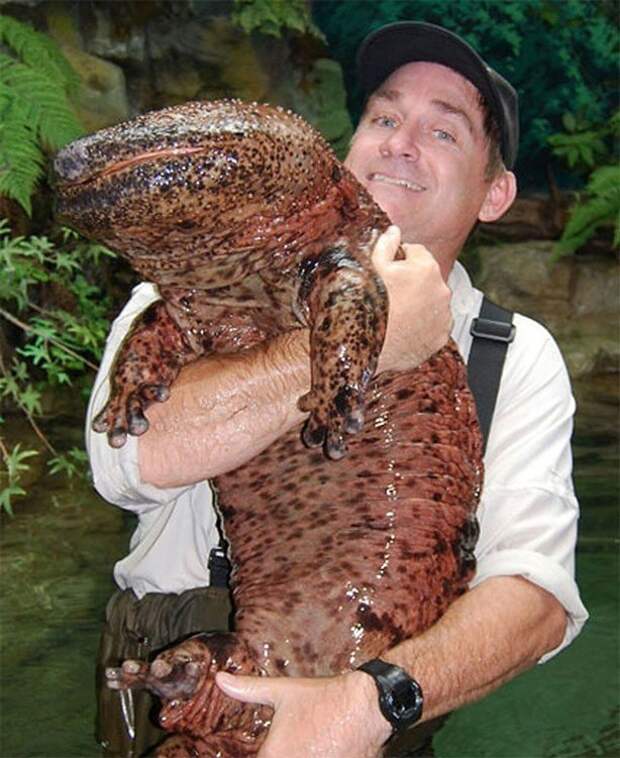 Самые необычные животные мира