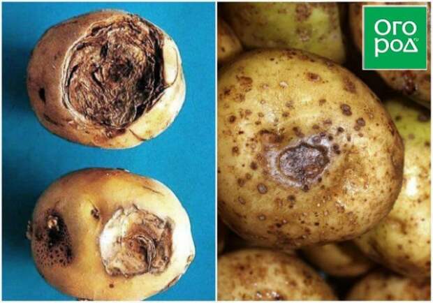 Чем болеет картофель