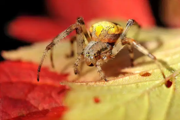 Фотография: Микромир Байкала №8 - BigPicture.ru