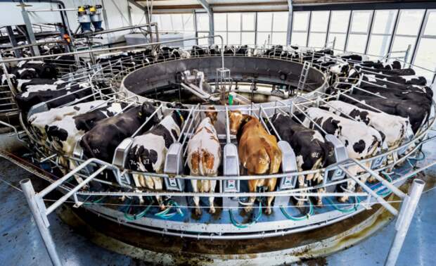 Нидерланды славятся своими коровами мясной породы / Фото: arhivach.net