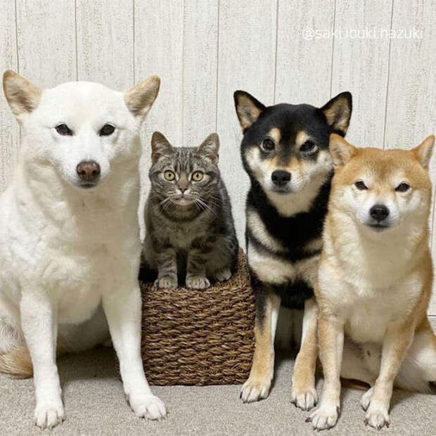 Очаровательная кошка Кики думает, что она собака