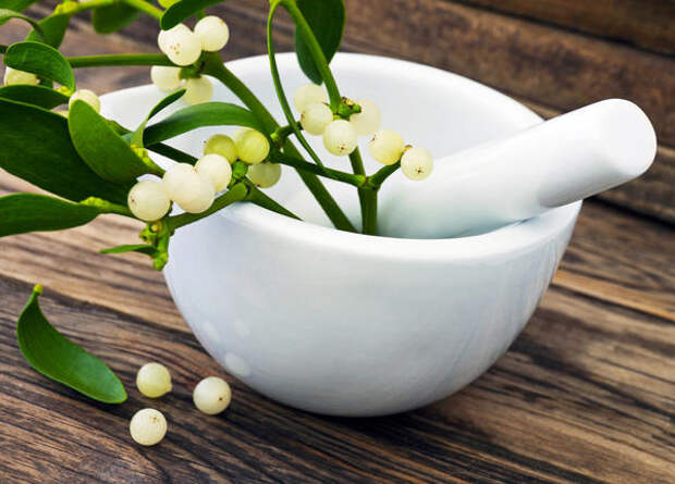 Омела белая - ядовитое растение, при самолечении может навредить здоровью