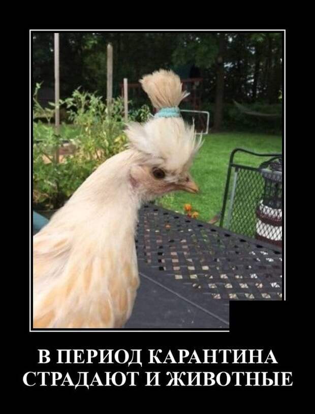 demotivatory-demotivator-smeshnye-demotivatory-demotivator-so-smyslom