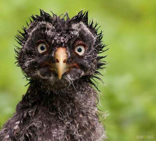 Сказка про индюшек