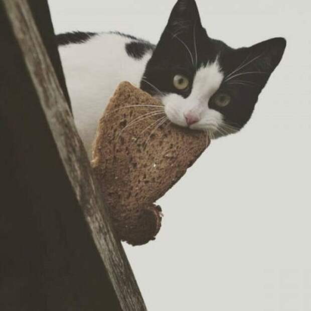 Этим котам уже надоело выпрашивать еду