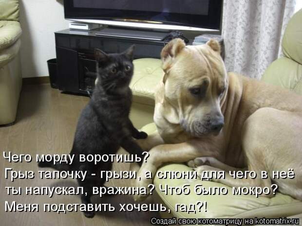 Лучшие котоматрицы недели (50 фото)