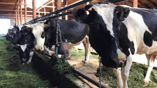 Ученые БелГУ получили золото на выставке изобретений в Гонконге