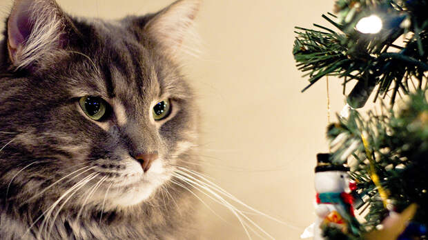 Кошки и ёлки: как выбирать, устанавливать и украшать ёлку в доме, где есть кошка.