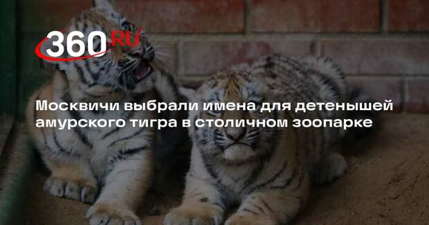 Москвичи назвали детенышей амурского тигра в столичном зоопарке Уссури и Таежка