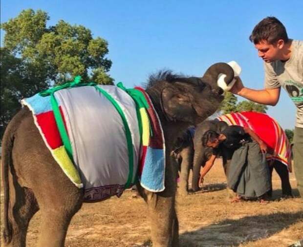 В Мьянме слонят спасают яркими и теплыми одеялами