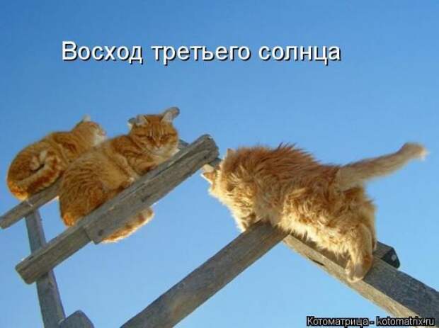 Котоматрицы(картинки с надписями)