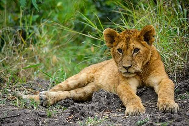 У блогера-миллионника из Москвы забрали искалеченную львицу