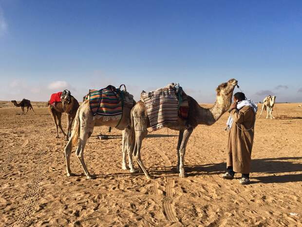 Верблюды, Тунис