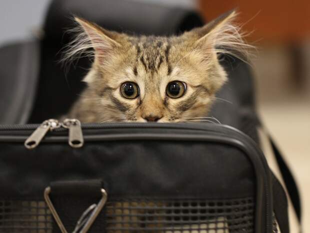 Кот и сумка