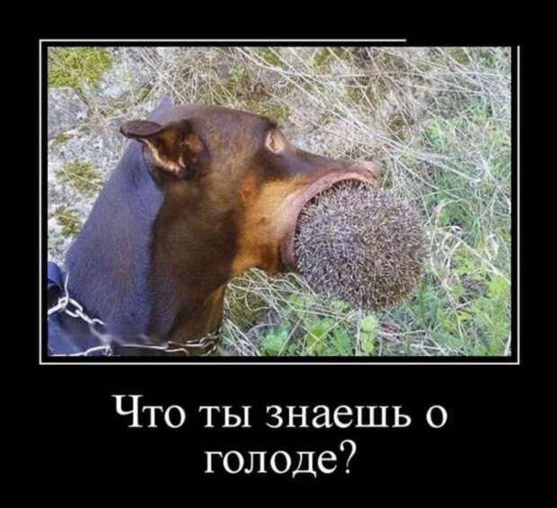 Демотиваторы. Подборка chert-poberi-chert-poberi-28280805052020-15 картинка chert-poberi-28280805052020-15