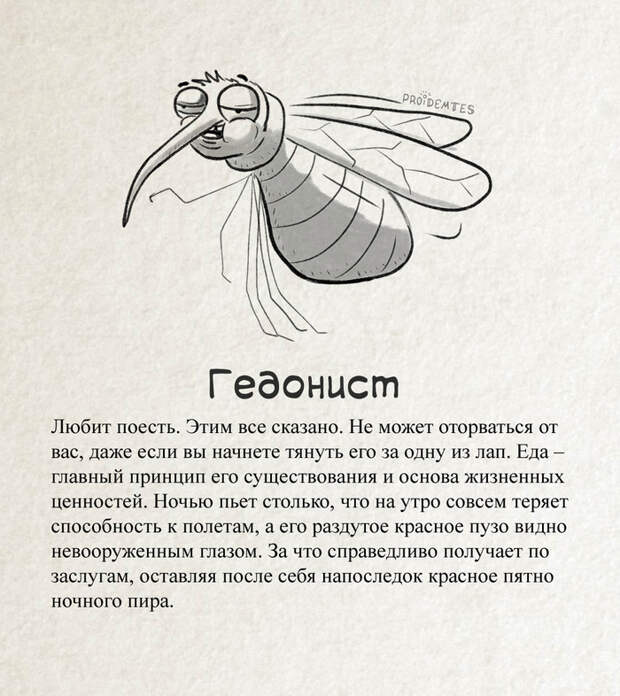 Классификация комаров Proidemtes, Комары, Юмор, Длиннопост, Насекомые
