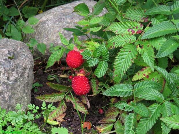 Блогеры стали активно обсуждать новый вид малины