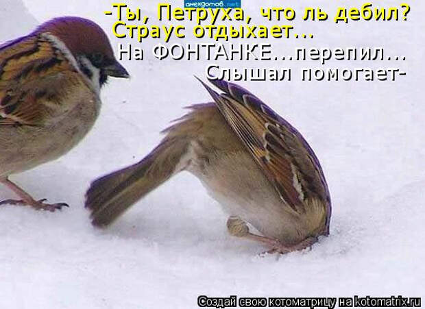 kotomatritsa_aa (600x437, 188Kb)