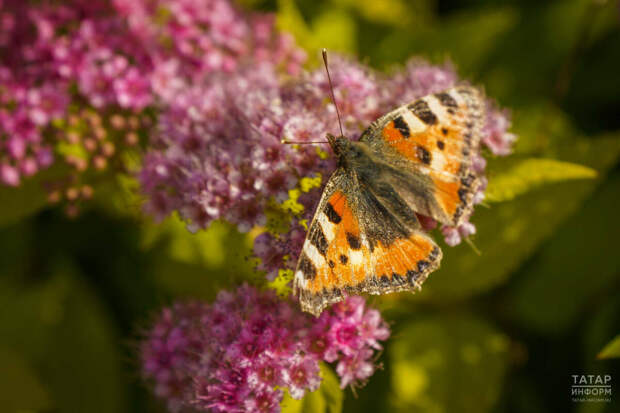 Быел апрель-сентябрь айларына синоптиклар фаразы чыкты