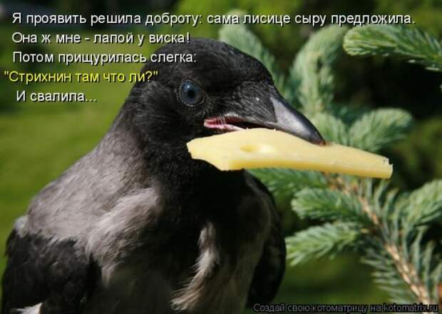 Лучшие котоматрицы недели (50 фото)